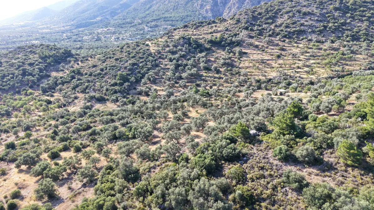 Datça Yaka Mah. Zeytinlik Satılık 5.089 M² - 31