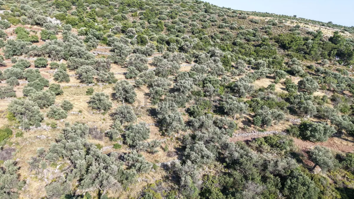 Datça Yaka Mah. Zeytinlik Satılık 5.089 M² - 11