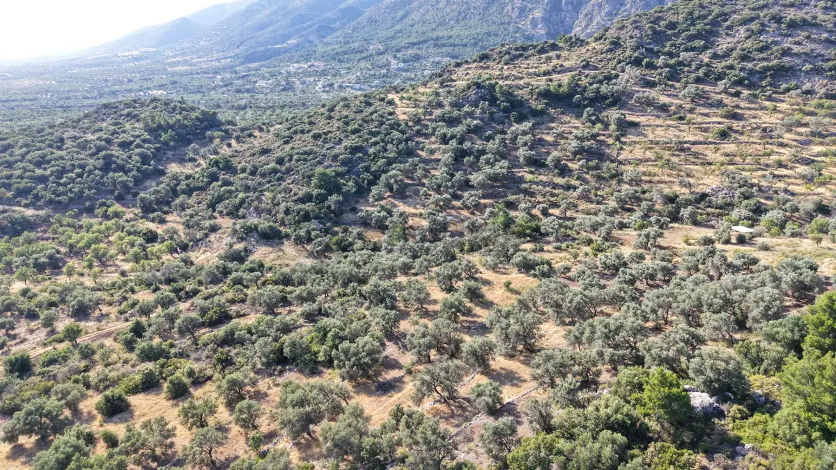 Datça Yaka Mah. Zeytinlik Satılık 5.089 M² - 32