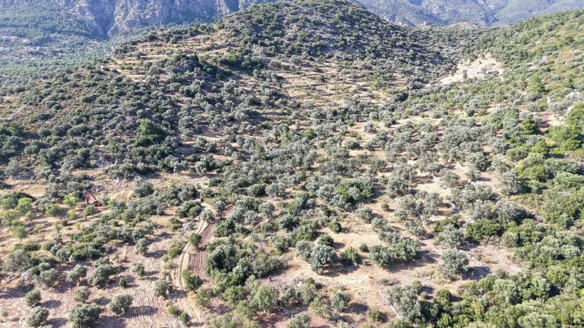 Datça Yaka Mah. Zeytinlik Satılık 5.089 M² - 28