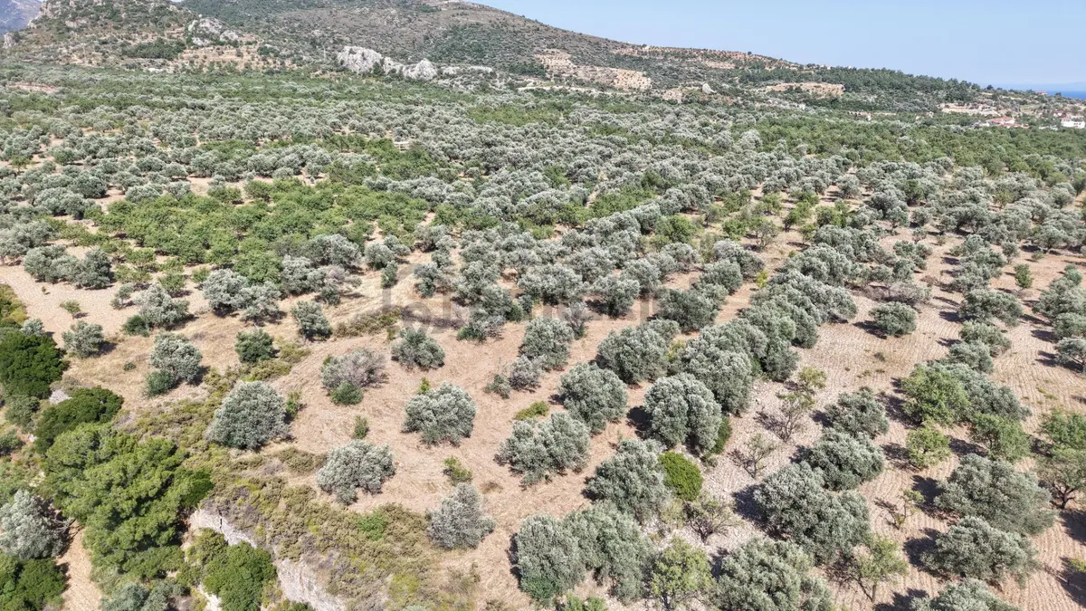 Datça Yaka Kumyerde Satılık 2.090m² Zeytinlik - 15