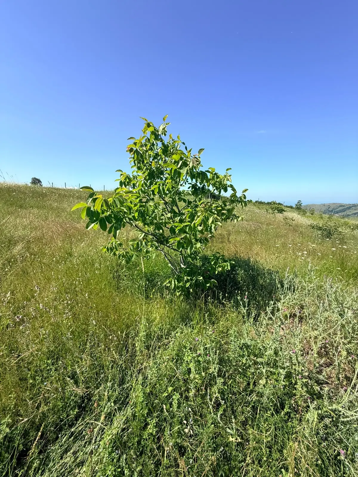 Bi·nova 'dan Canik Başkonak Köyünde Satılık 5583 M² Tarla - 7