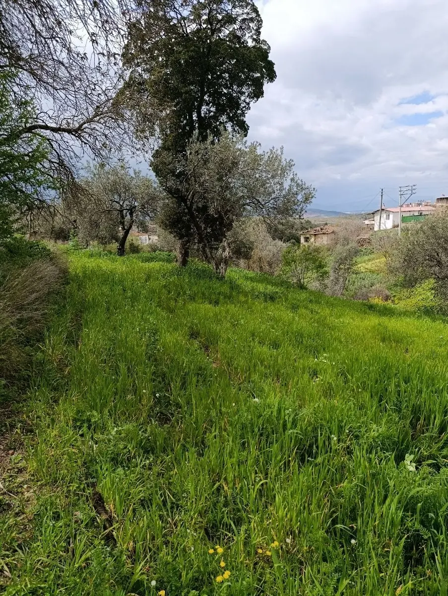 Akhisar Yenidoğan Da Satılık Kupon Arsa - 5