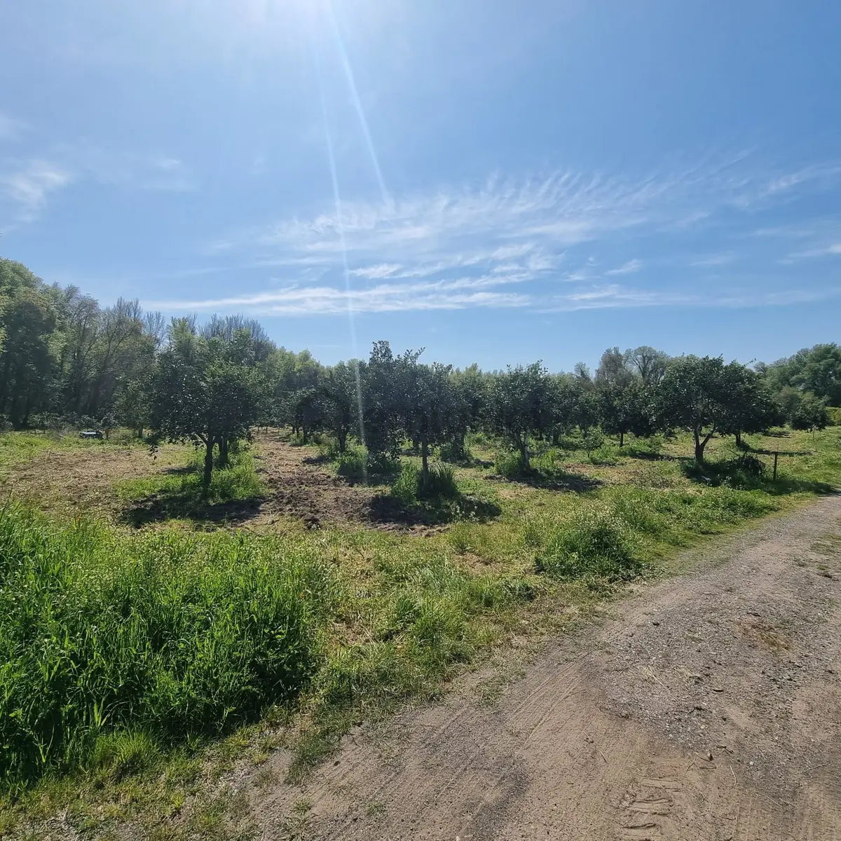 Toparlar'da Acil Satılık 500m2 2b Arazi - 13