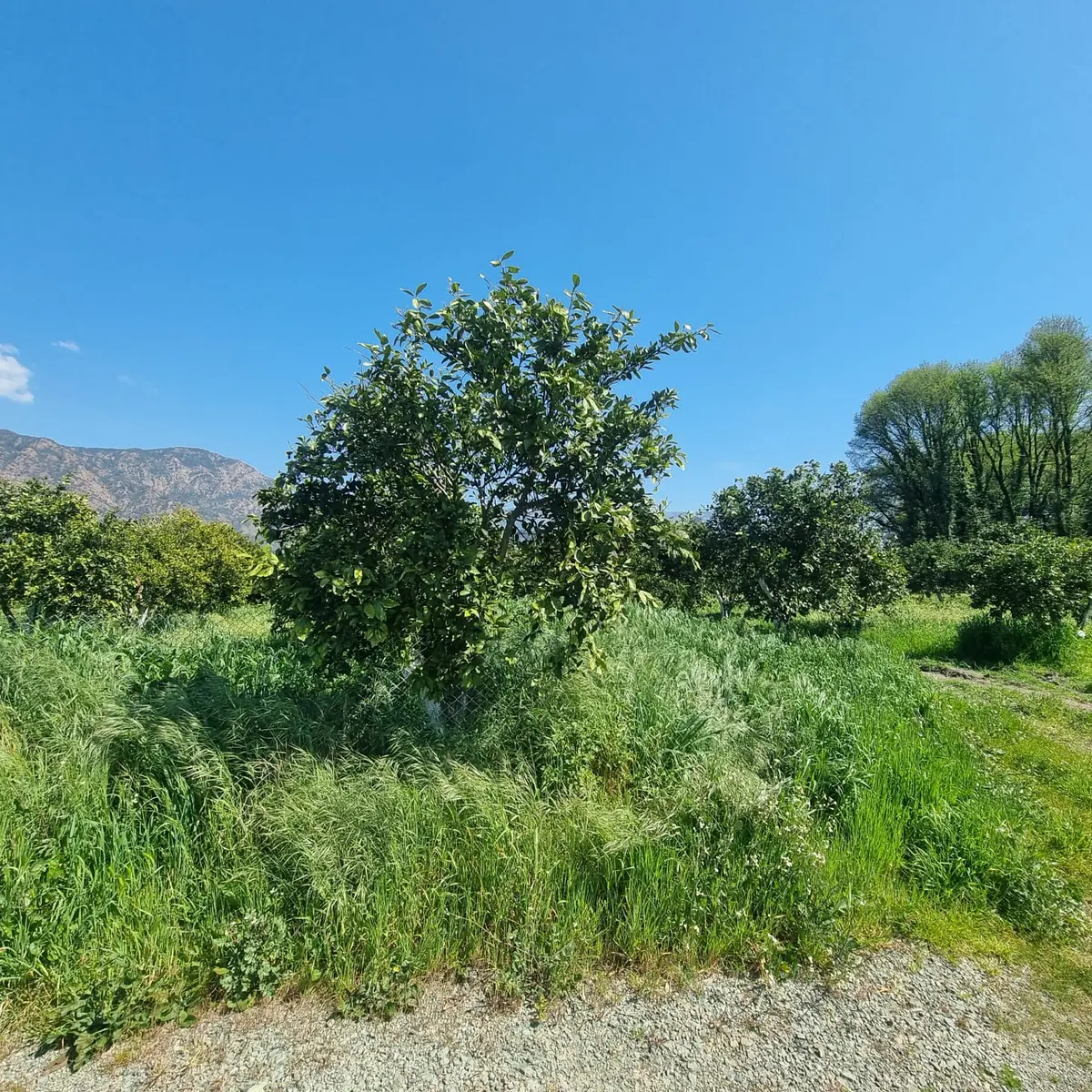 Toparlar'da Acil Satılık 500m2 2b Arazi - 10