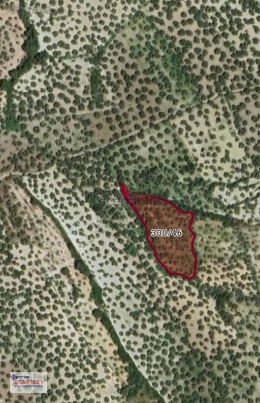Ayvalık Küçükköy'de Satılık Deniz Manzaralı Zeytinlik - 3