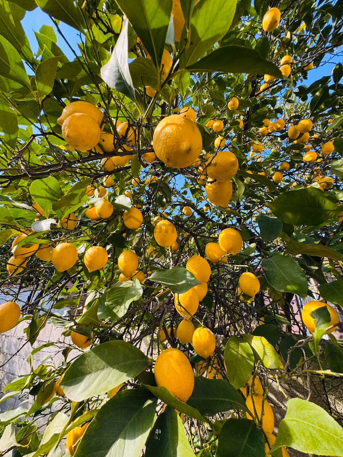 Muğla Milas Satılık Müstakil Yaşam Alanı - 24