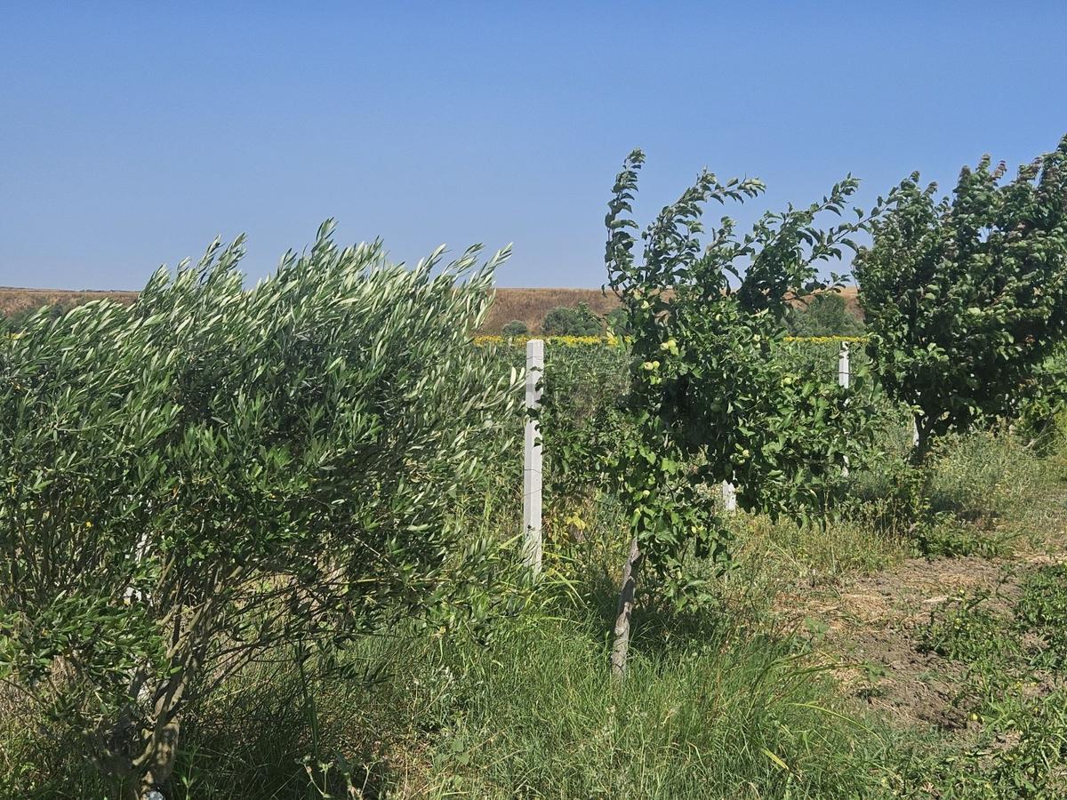 Silivri Kınalı Gişeleri Yanındasatılık İçinde Ev Olanhobi Baçesi - 23