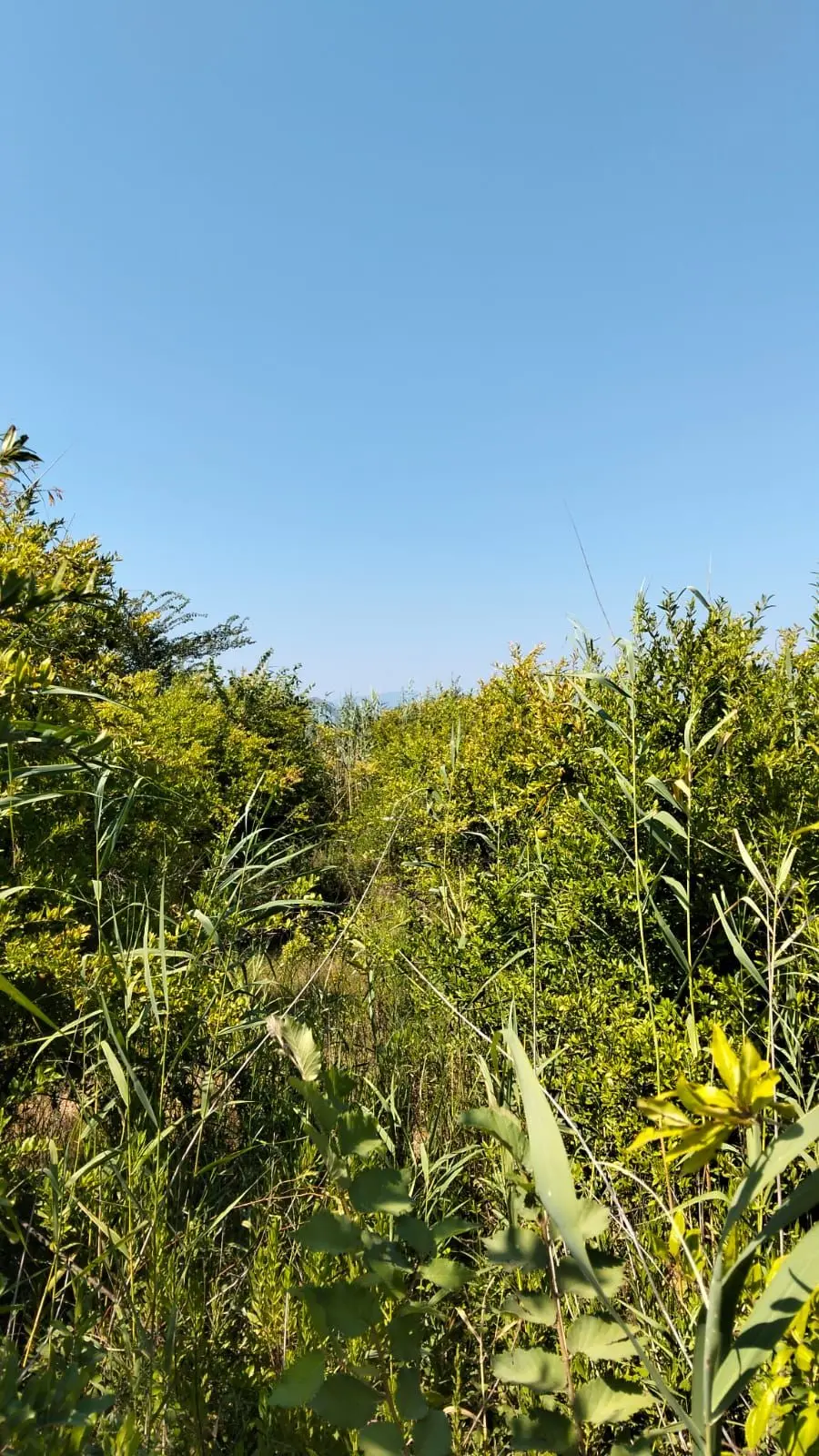 Dalyanda Satılık 500 M2 - 4