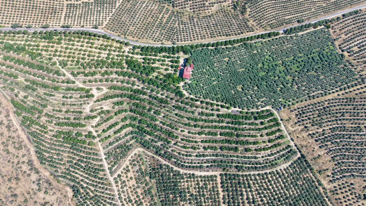 Satılık 283 Dönüm Zeytin Üretim Tesisi - 24
