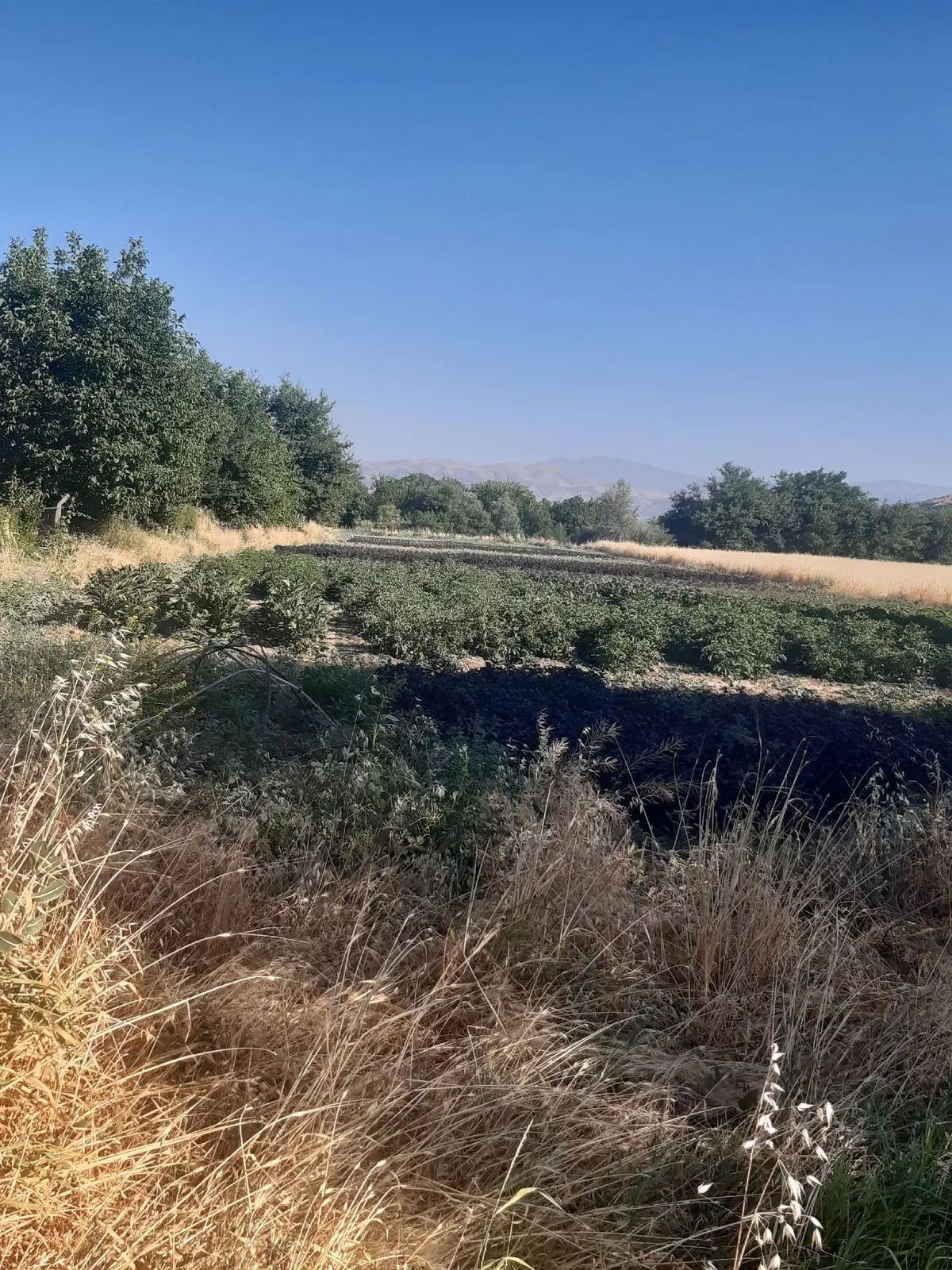 Sahibinden Kesrıkte Tek Tapu 5 Kat İmarlı Arsa - 6