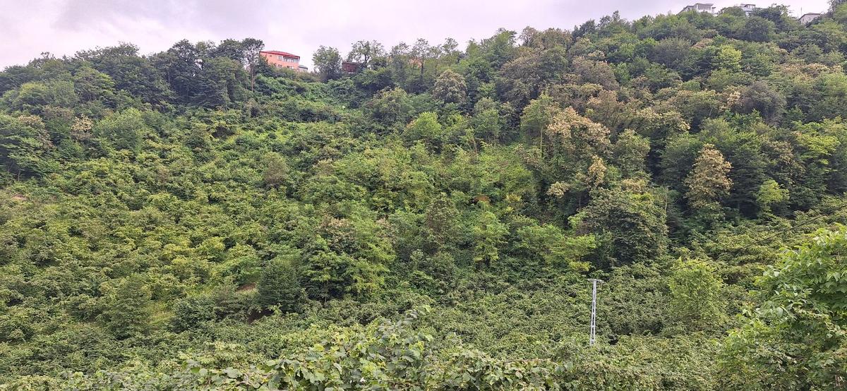 Akçaabat Uğurlu'da Satılık 4000 M² Doğa Manzaralı Tarla - 16