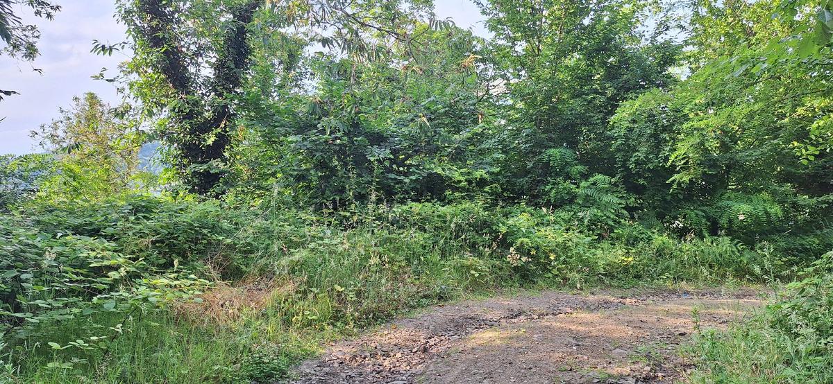Akçaabat Uğurlu'da Satılık 4000 M² Doğa Manzaralı Tarla - 10