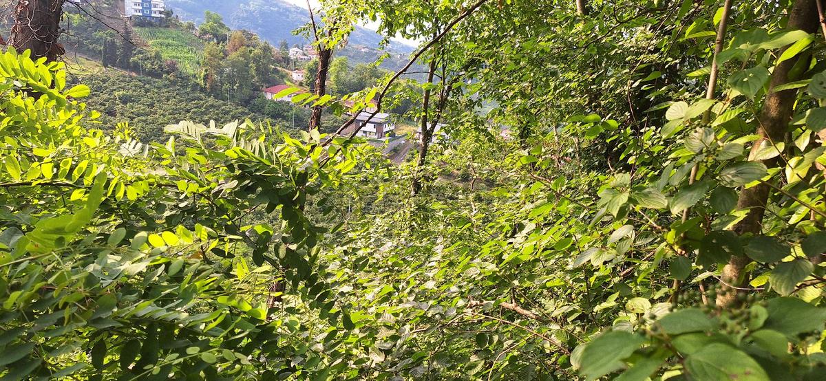 Akçaabat Uğurlu'da Satılık 4000 M² Doğa Manzaralı Tarla - 11
