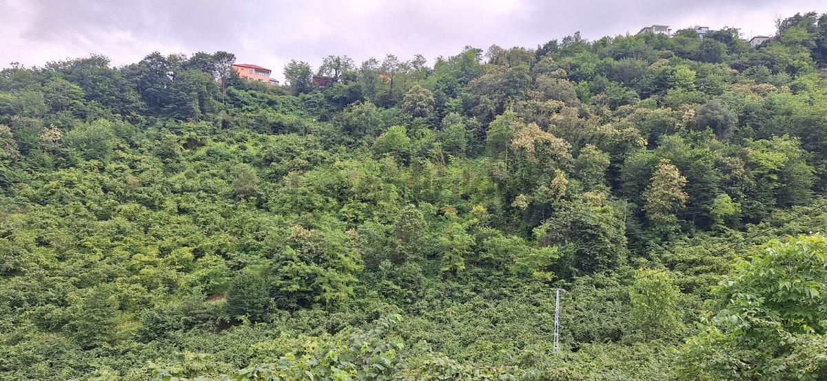 Akçaabat Uğurlu'da Satılık 4000 M² Doğa Manzaralı Tarla - 18