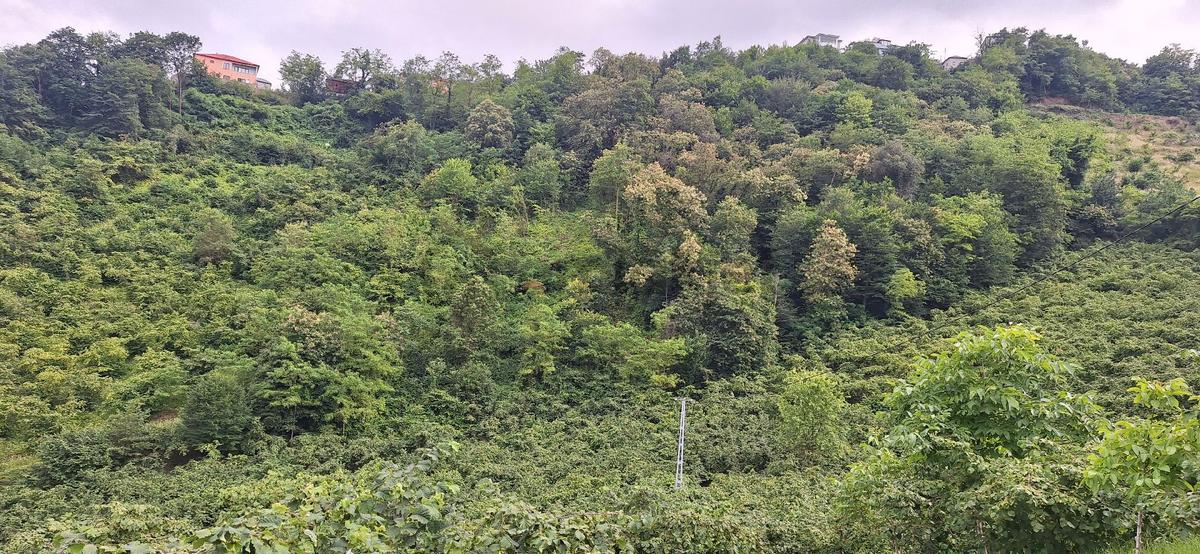 Akçaabat Uğurlu'da Satılık 4000 M² Doğa Manzaralı Tarla - 17