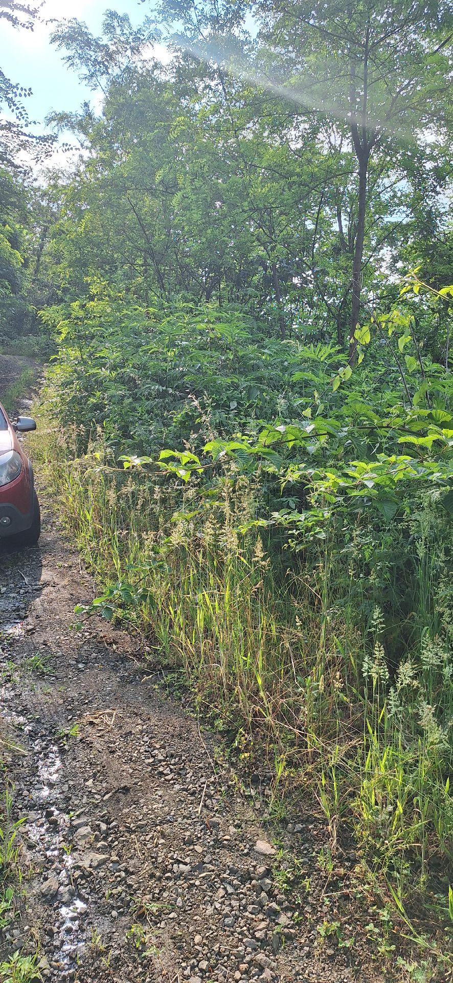 Akçaabat Uğurlu'da Satılık 4000 M² Doğa Manzaralı Tarla - 9