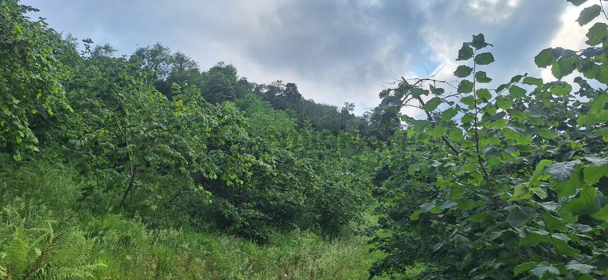 Akçaabat Uğurlu'da Satılık 4000 M² Doğa Manzaralı Tarla - 12