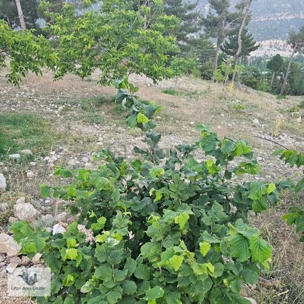 Kaş Akörü De Kelepir Ceviz Bahçesi... - 4