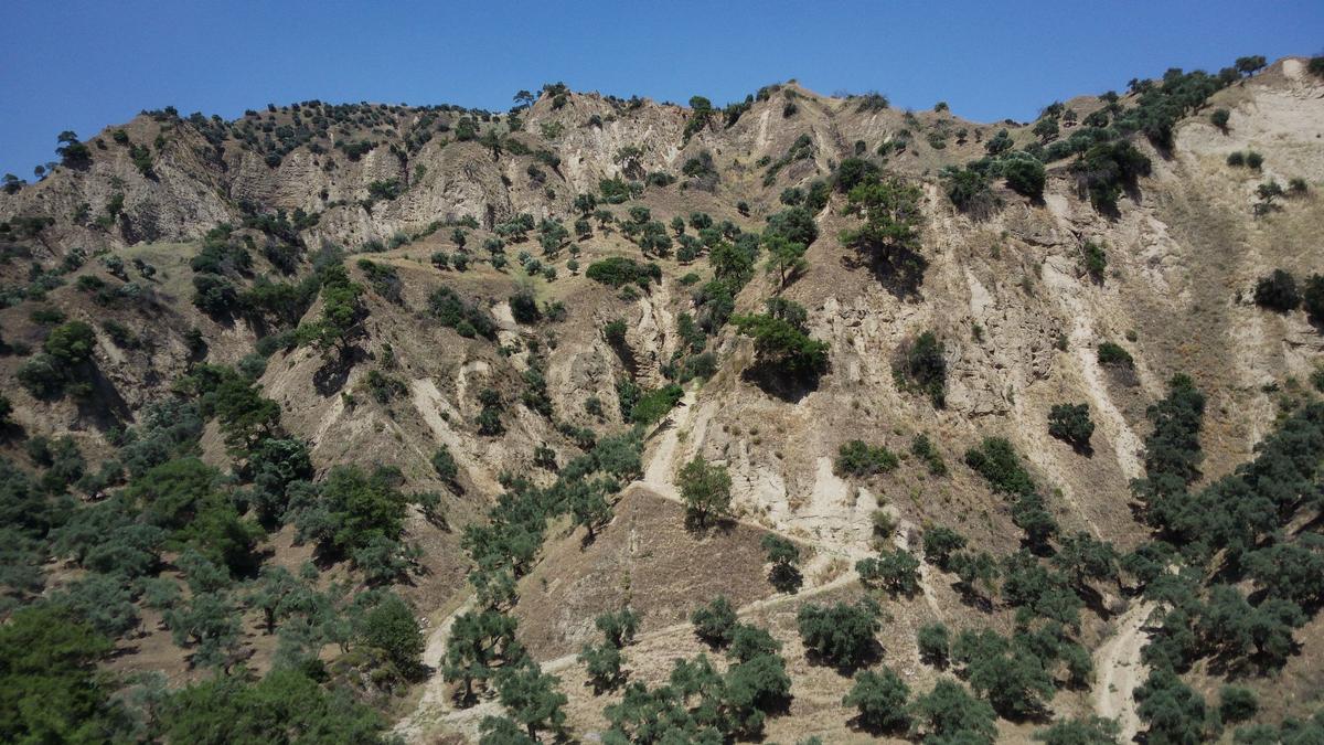 Satılık Zeytin Bahçesi - 12