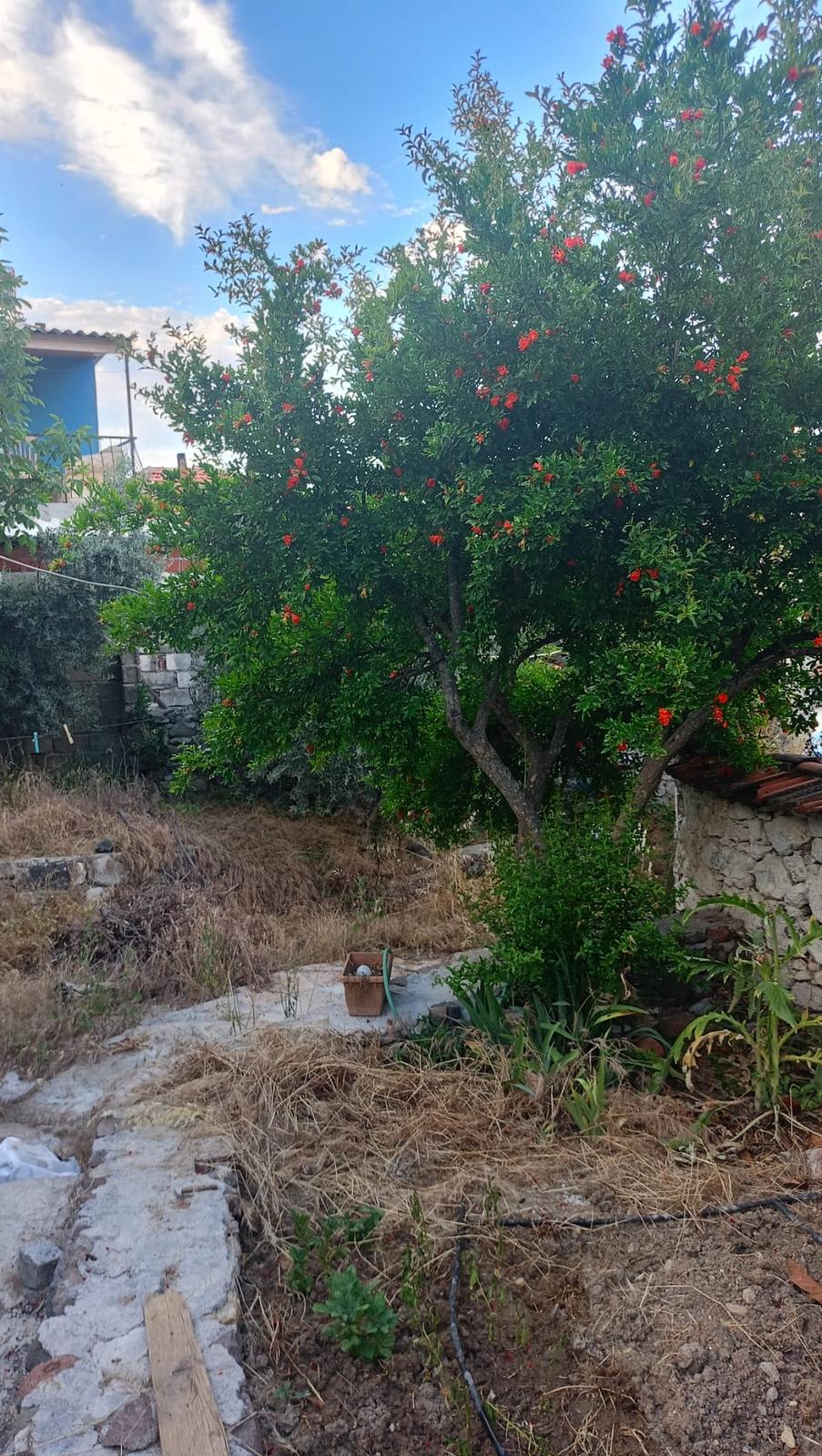 Bergama Koyuneli'nde Satılık Köy Evi - 18