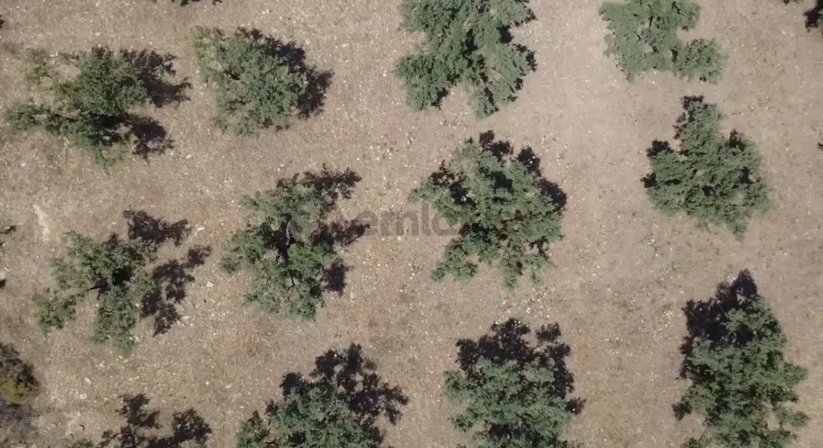 Foça Gerenköy'de Satılık 584 M2 Tarla - 12