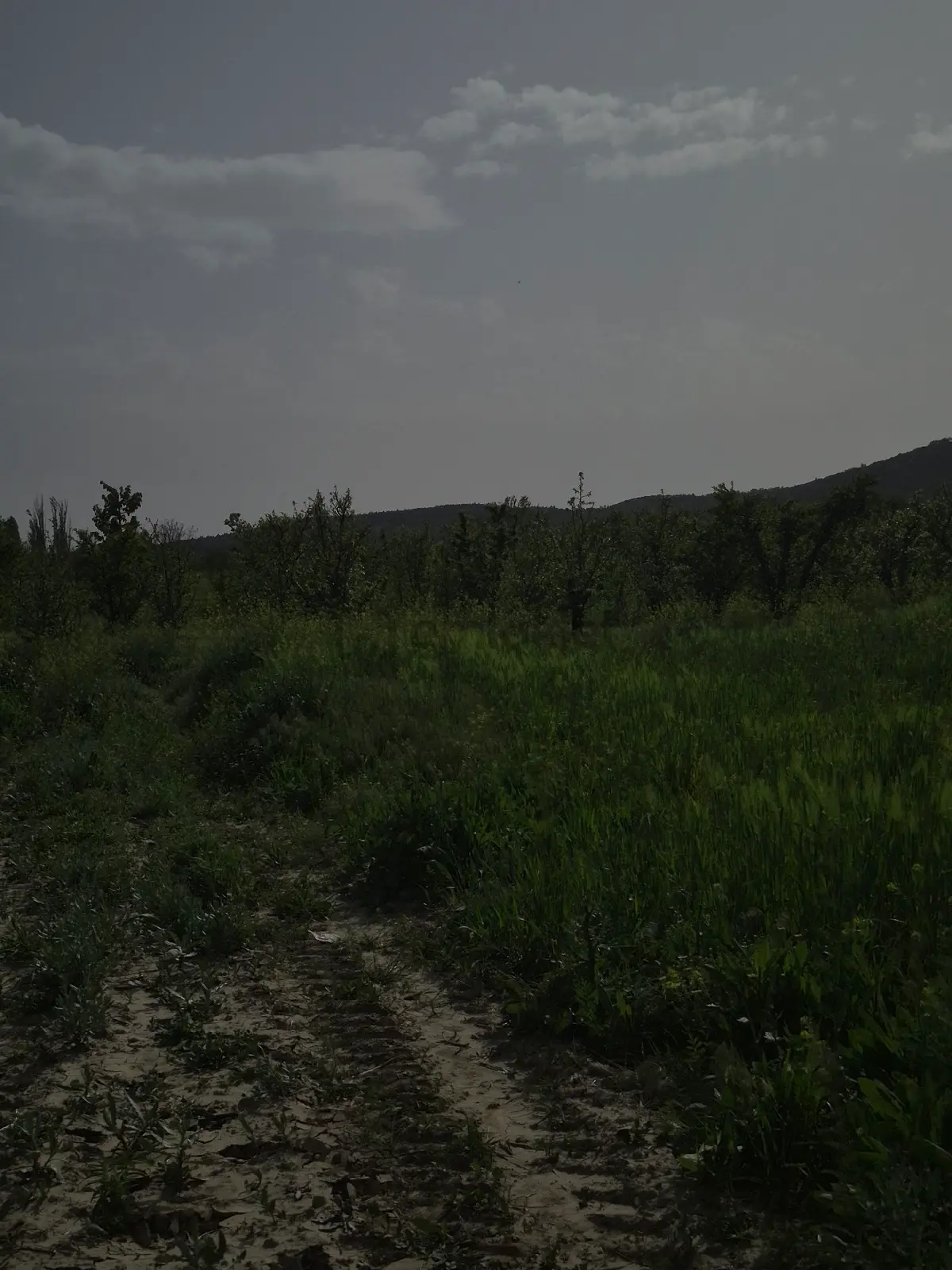 🌿 Isparta Gönen İğdecik'te Fırsat Arazi! 🌿 - 4