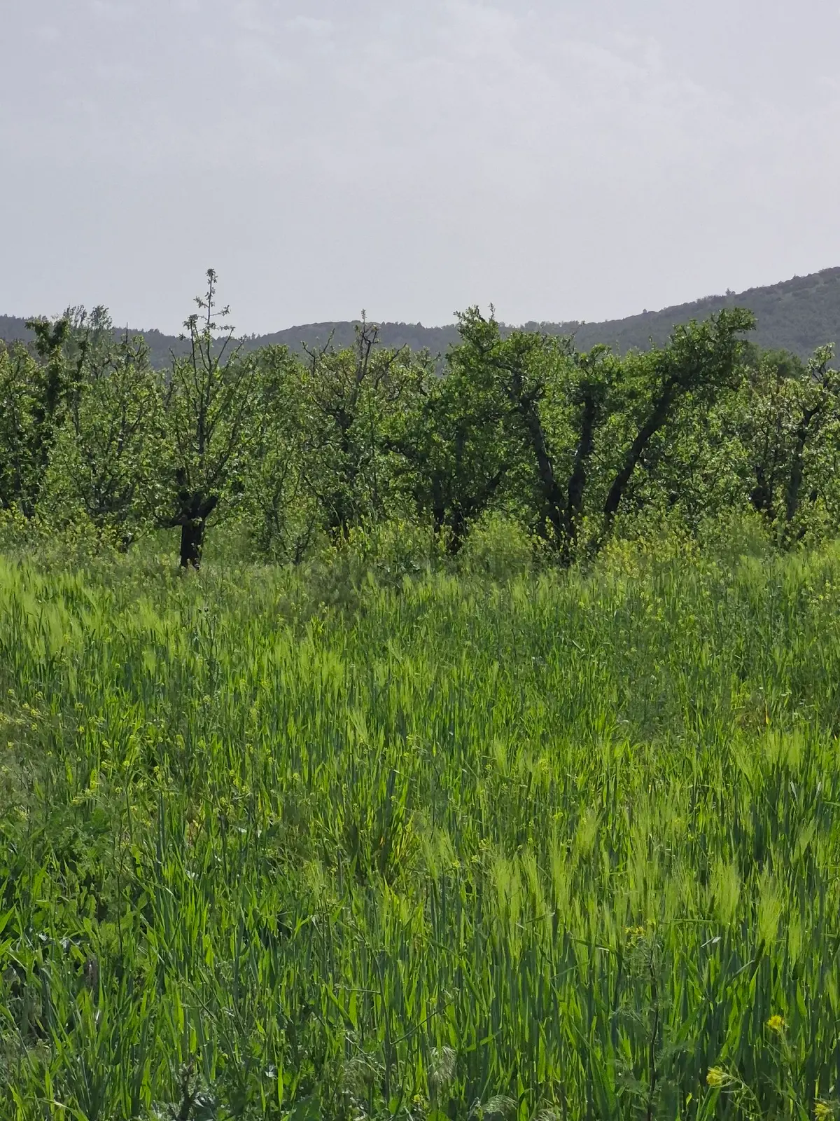🌿 Isparta Gönen İğdecik'te Fırsat Arazi! 🌿 - 2