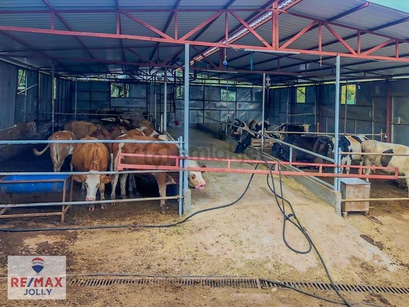 Dağkızılca 'da 6055 M² İçerisinde Çiftlik & Havuzlu Villa - 5