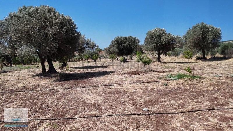 Foça Merkeze 9 Km Ev Yapım Ruhsatlı 6.108 M2 Meyve Bahçesi - 7