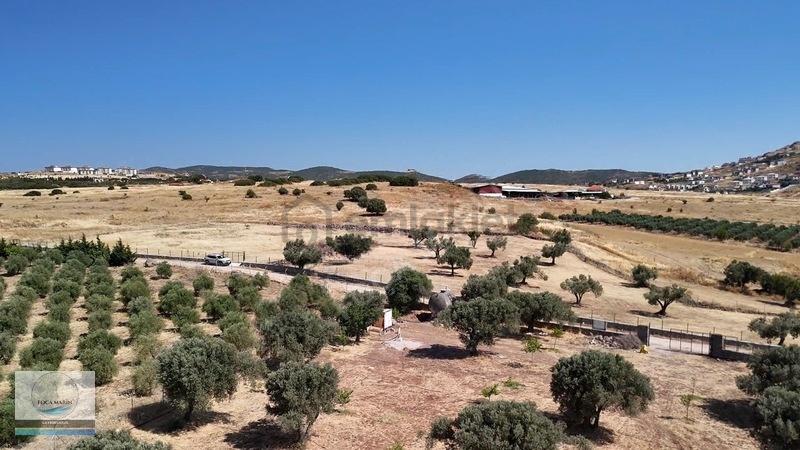 Foça Merkeze 9 Km Ev Yapım Ruhsatlı 6.108 M2 Meyve Bahçesi - 6