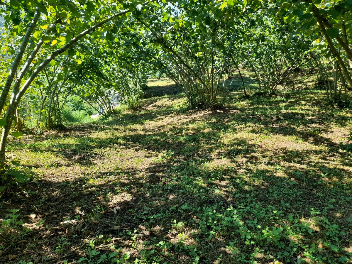 Satılık Nefsi Piraziz 2600m2, Düz,sahile 5 Km Bahçe - 12