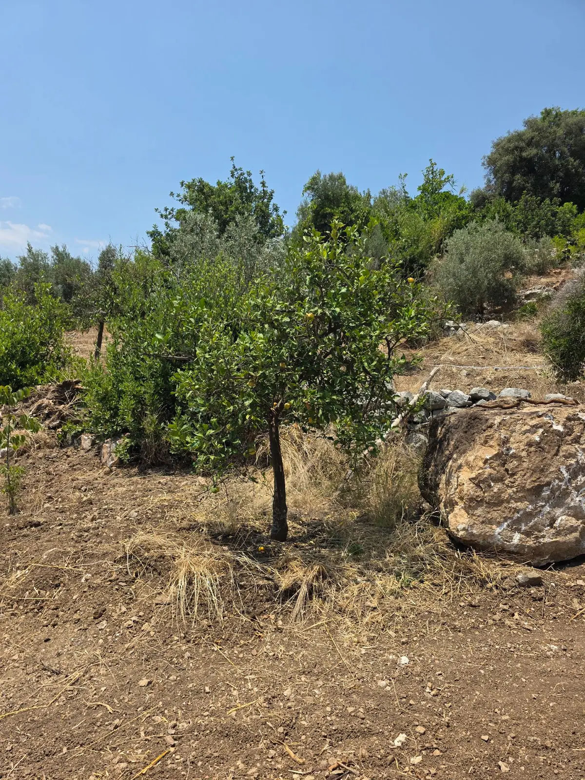 Sahibinden Kumluca,incircikte Mustakil Tapulu - 4
