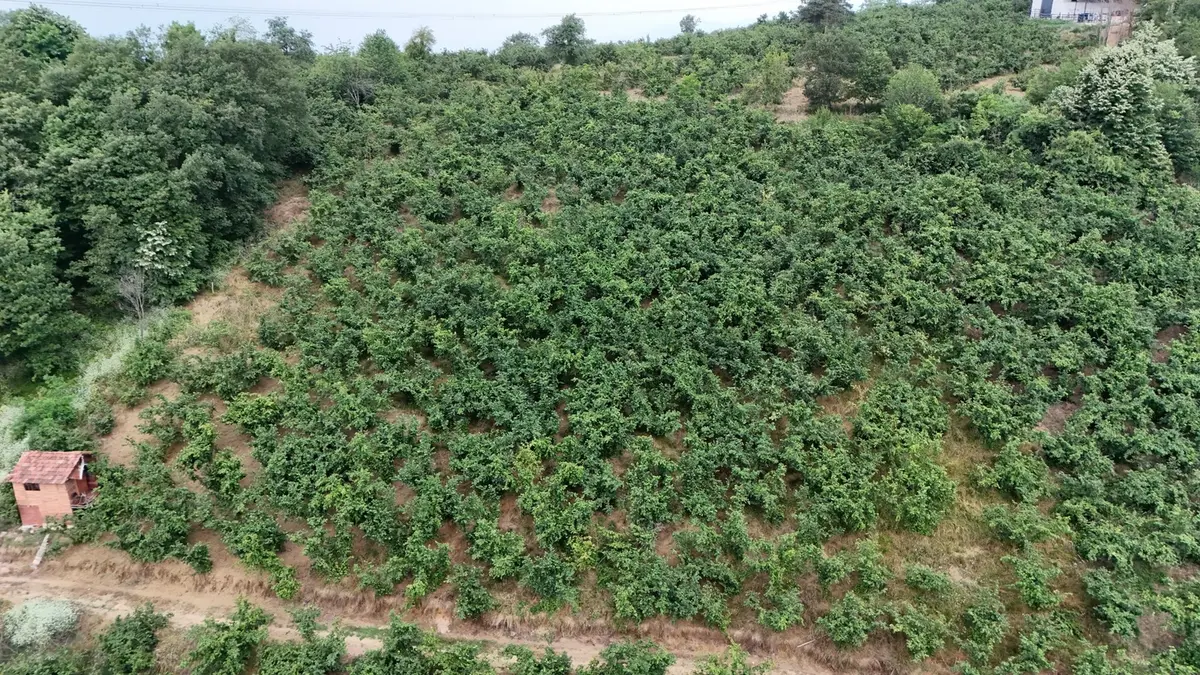 Kw Metsa'dan Sallar Köyünde Satılık 4.262 M² Arsa - 10