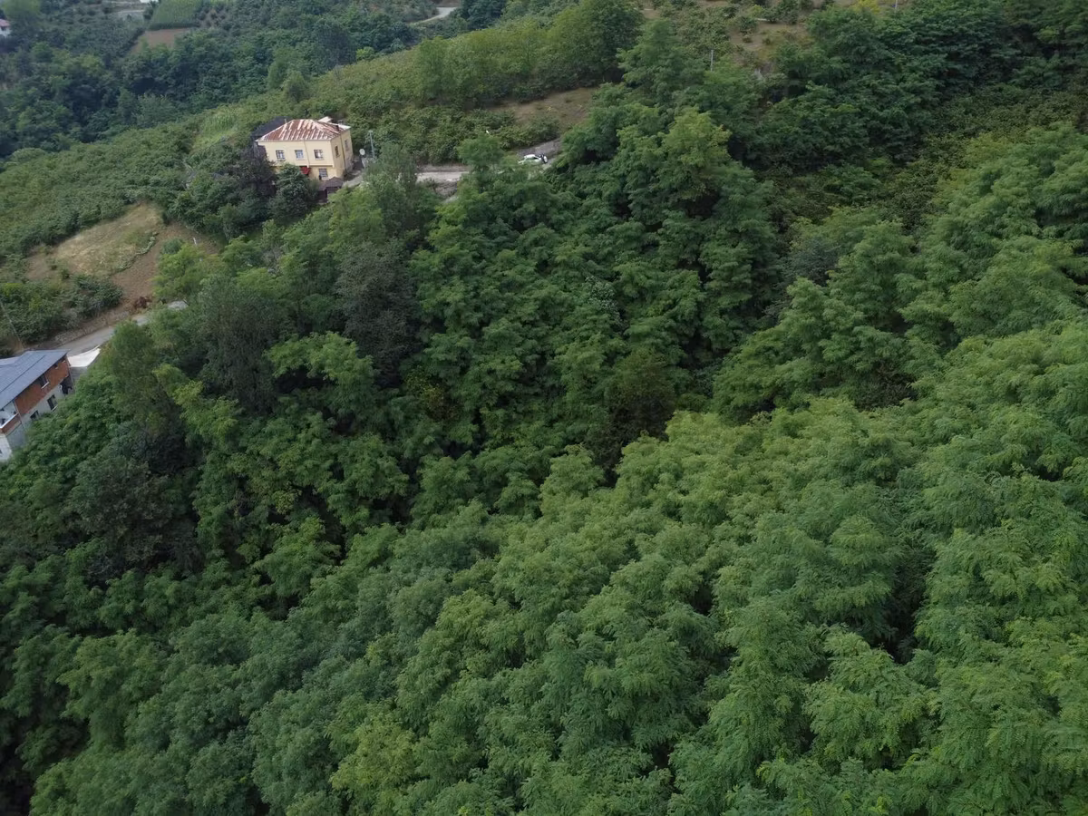 Acil Trabzonda Fırsat Arazi - 16
