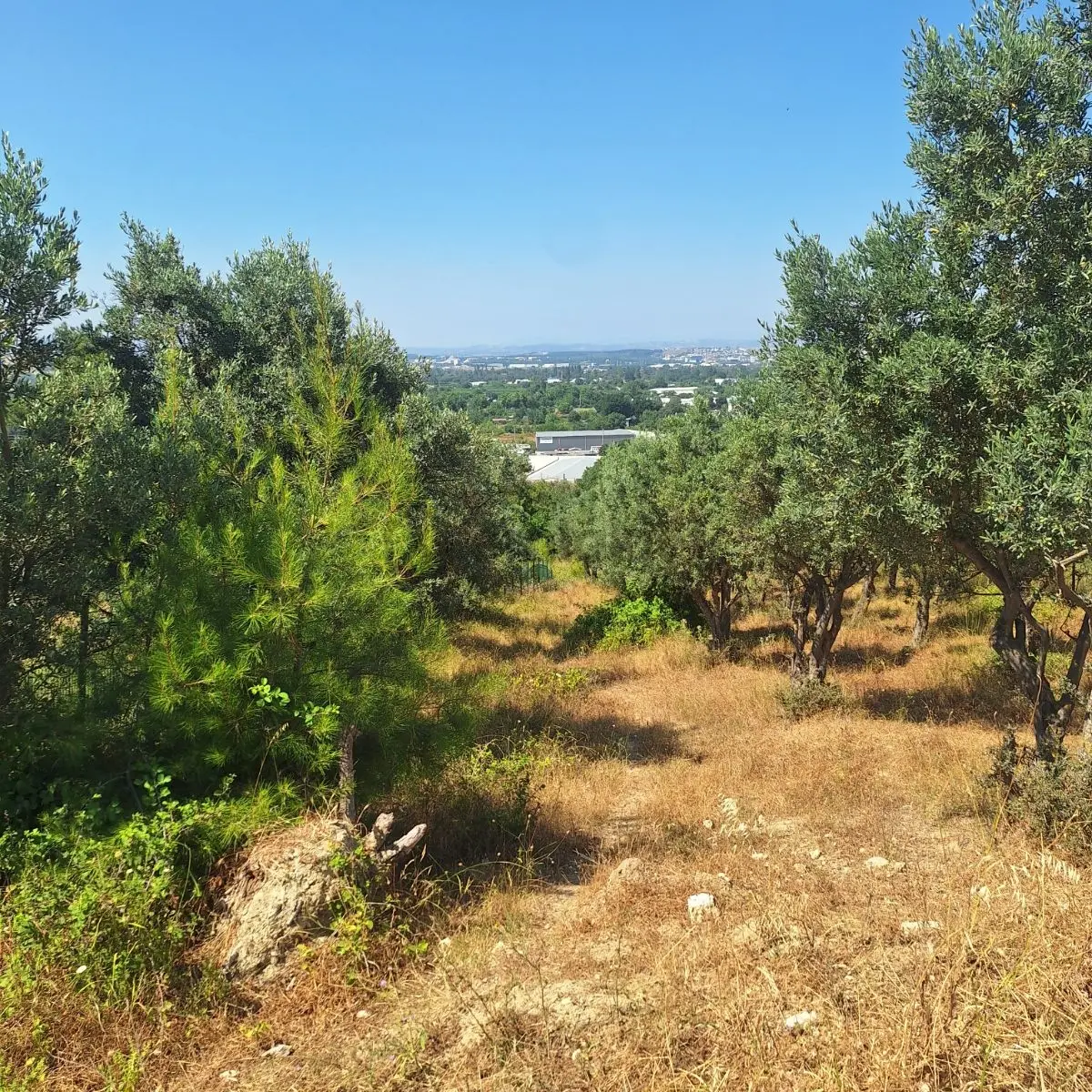 Tahtalı Da Bursa Manzaralı Satılı Bahçe - 6