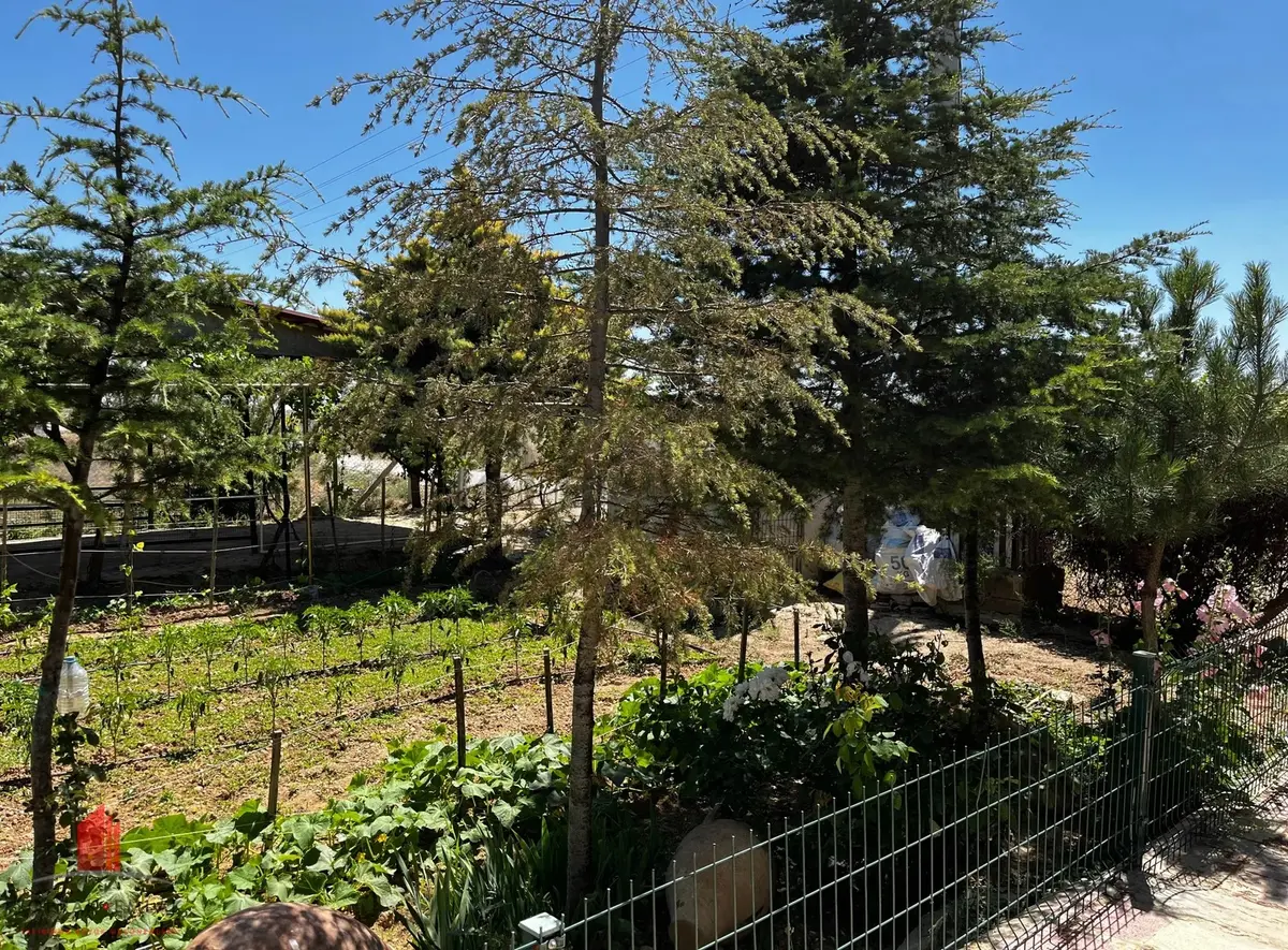 Sarıcalarda 1515m2 Arsada İçinde Evi Satılık Hazır Bahçe - 4
