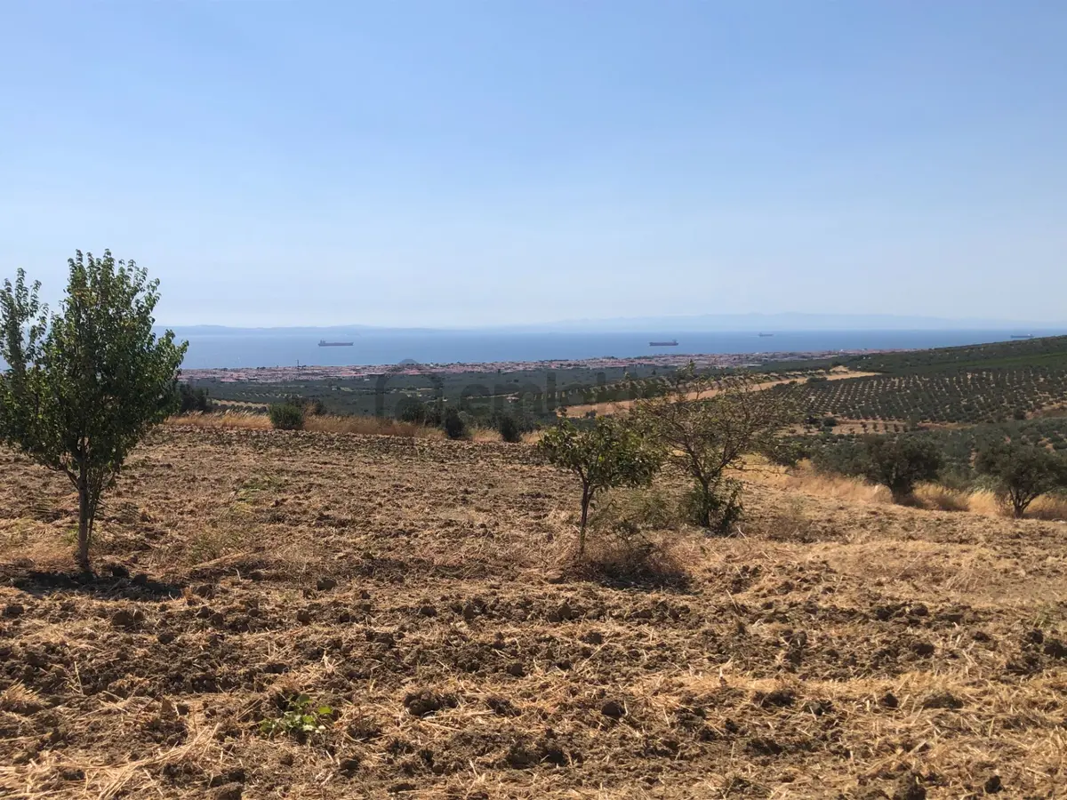 Şarköy De Işık Emlaktan İğdebağları Mah De 8600 M2 Tarla - 11