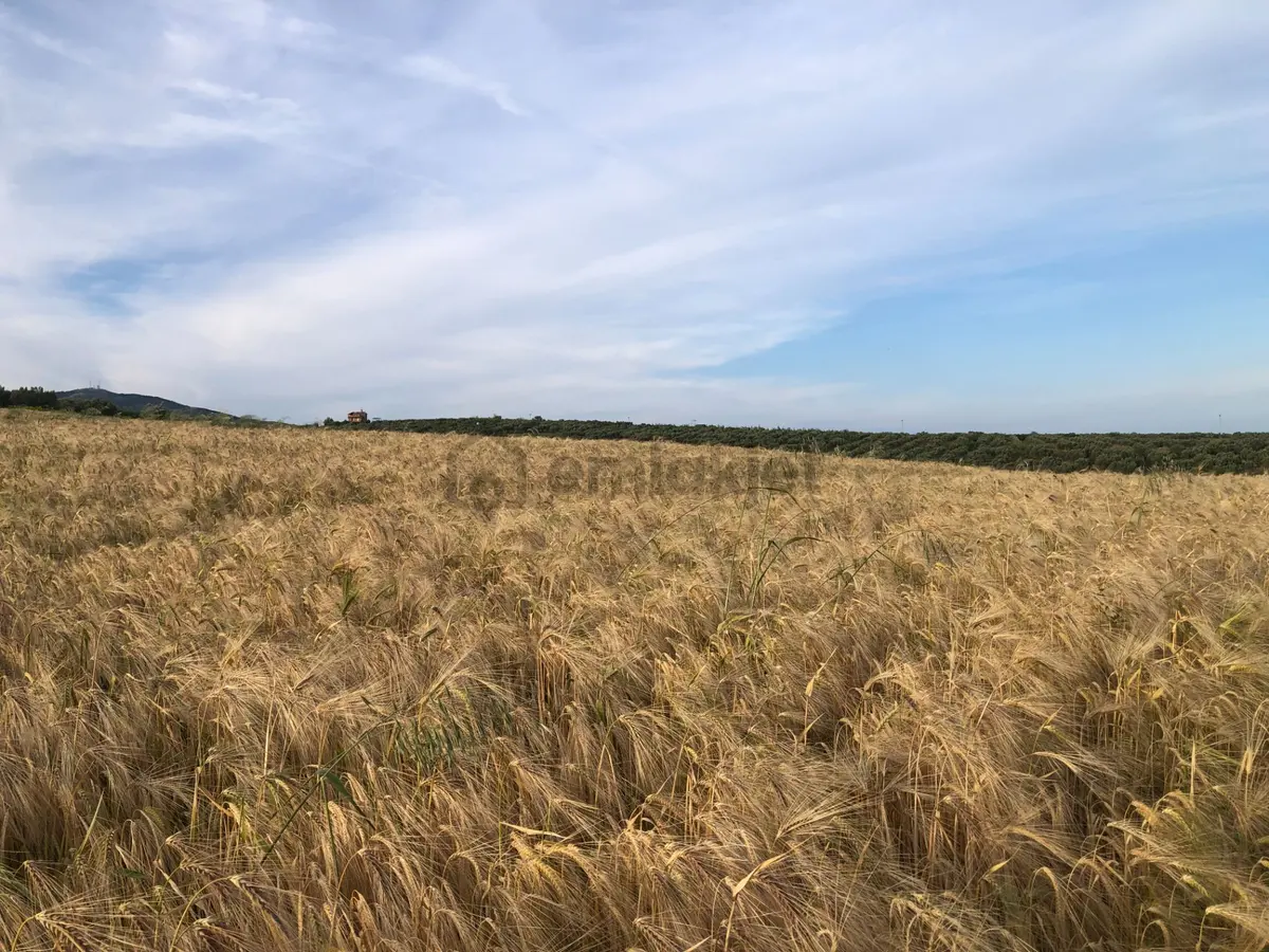 Şarköy De Işık Emlaktan İğdebağları Mah De 8600 M2 Tarla - 6