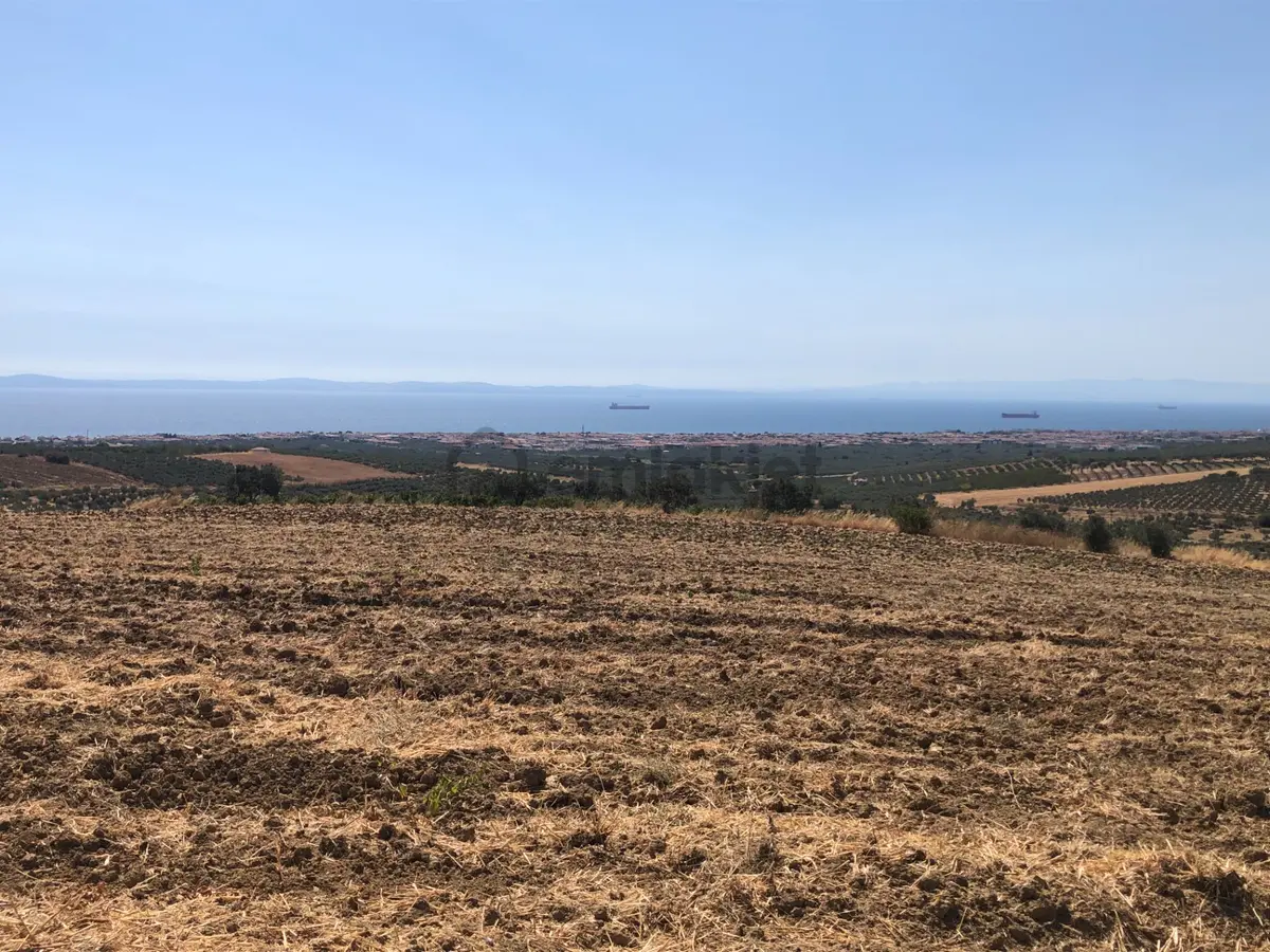 Şarköy De Işık Emlaktan İğdebağları Mah De 8600 M2 Tarla - 7