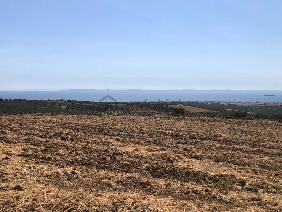 Şarköy De Işık Emlaktan İğdebağları Mah De 8600 M2 Tarla - 6