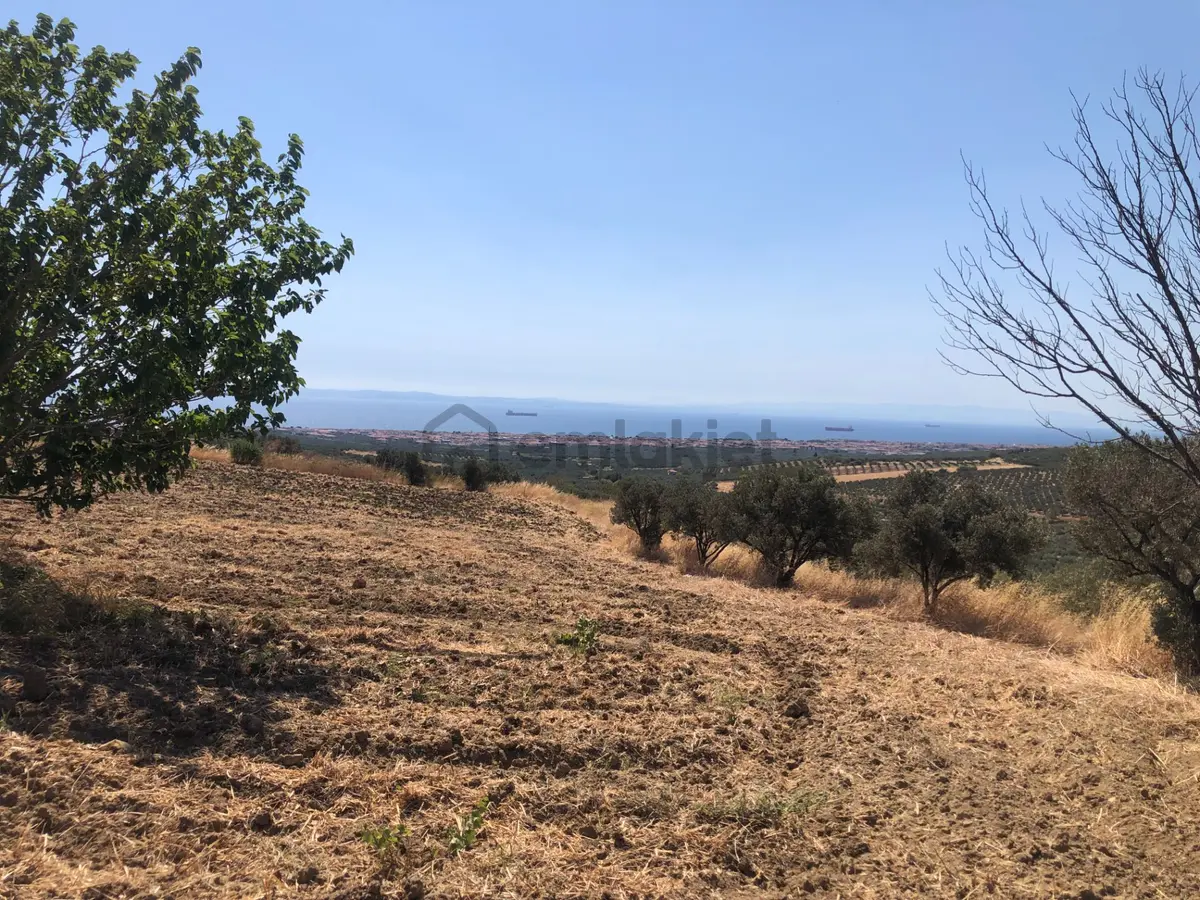 Şarköy De Işık Emlaktan İğdebağları Mah De 8600 M2 Tarla - 12