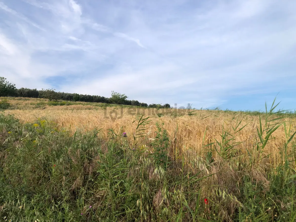 Şarköy De Işık Emlaktan İğdebağları Mah De 8600 M2 Tarla - 11