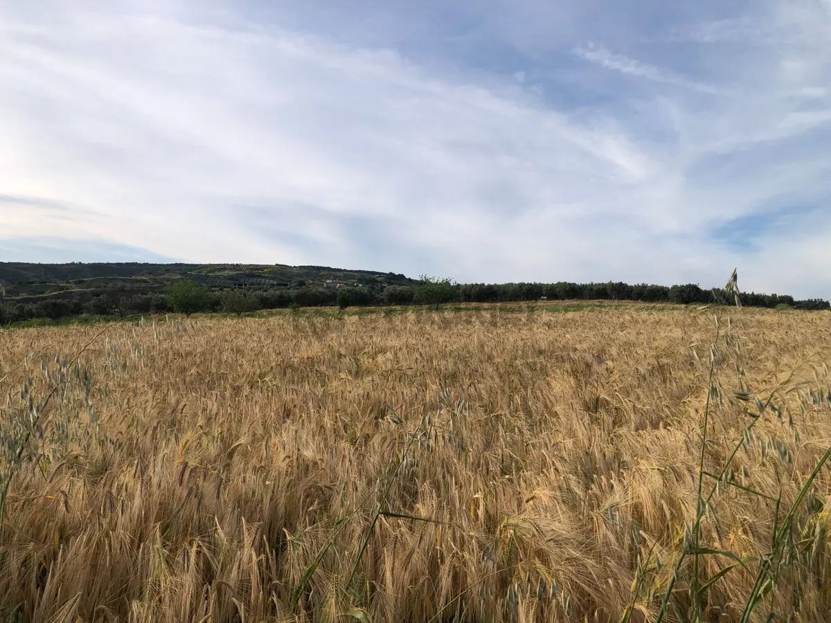 Şarköy De Işık Emlaktan İğdebağları Mah De 8600 M2 Tarla - 7