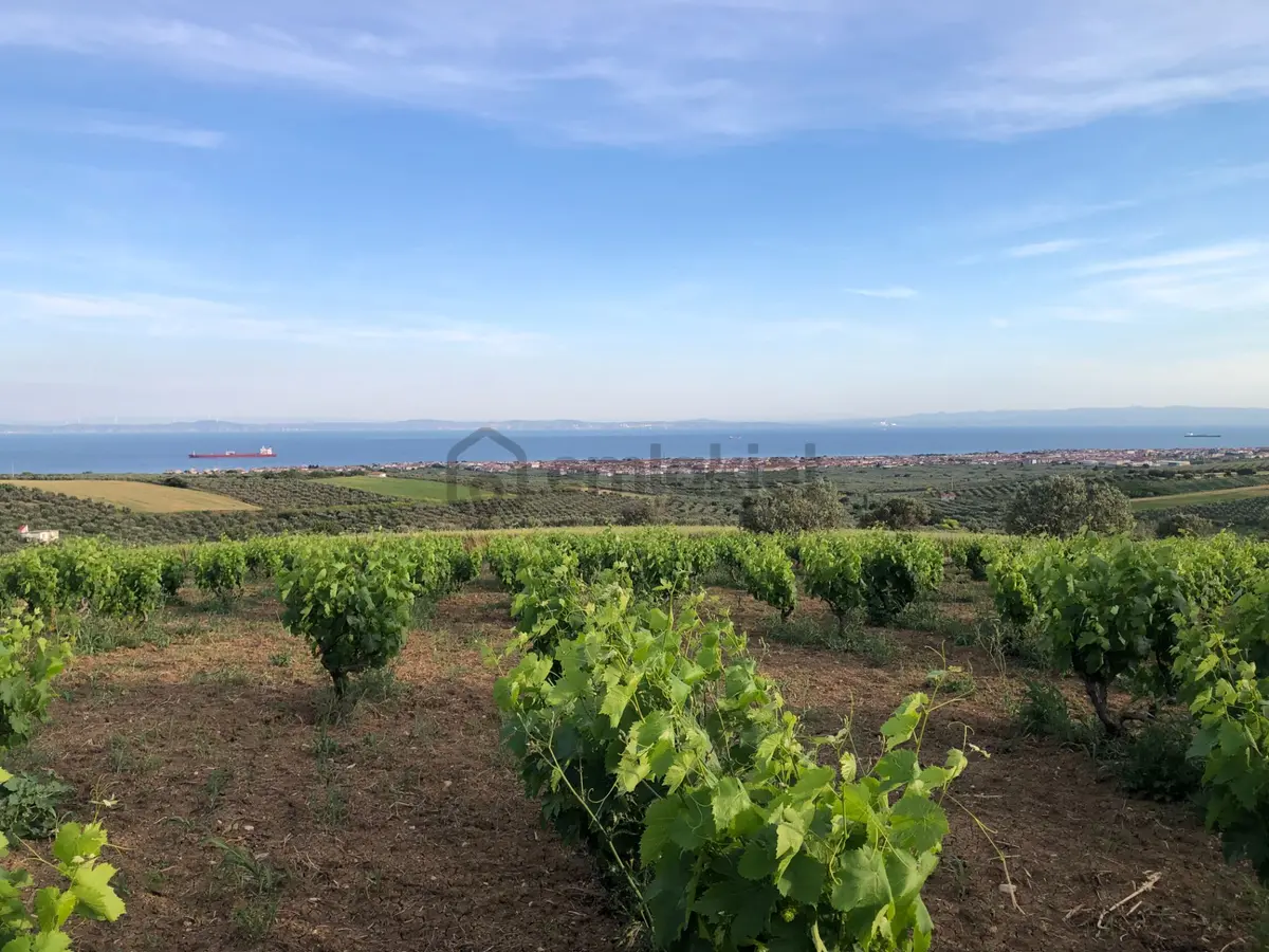 Şarköy De Işık Emlaktan İğdebağları Mah De 8600 M2 Tarla