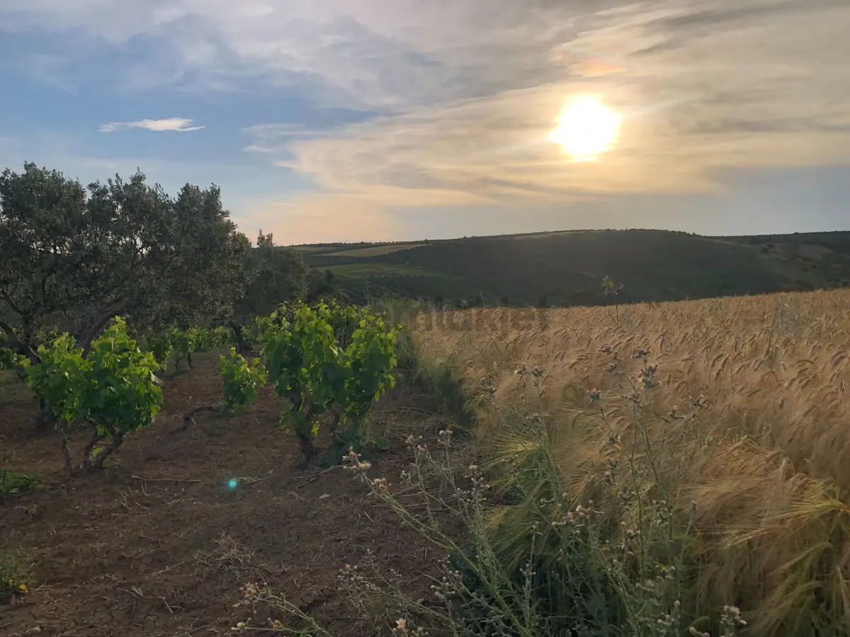Şarköy De Işık Emlaktan İğdebağları Mah De 8600 M2 Tarla - 5