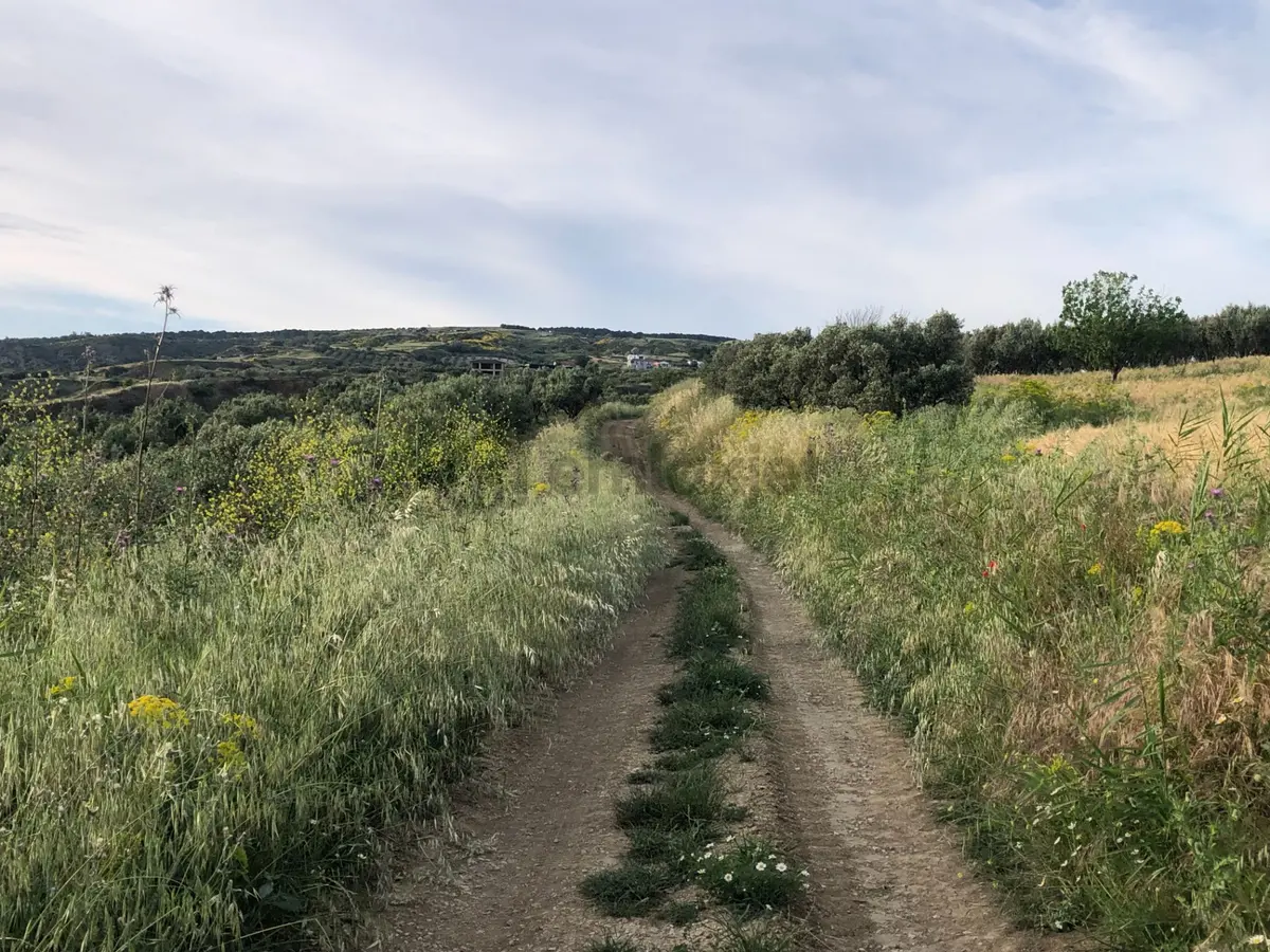 Şarköy De Işık Emlaktan İğdebağları Mah De 8600 M2 Tarla - 13