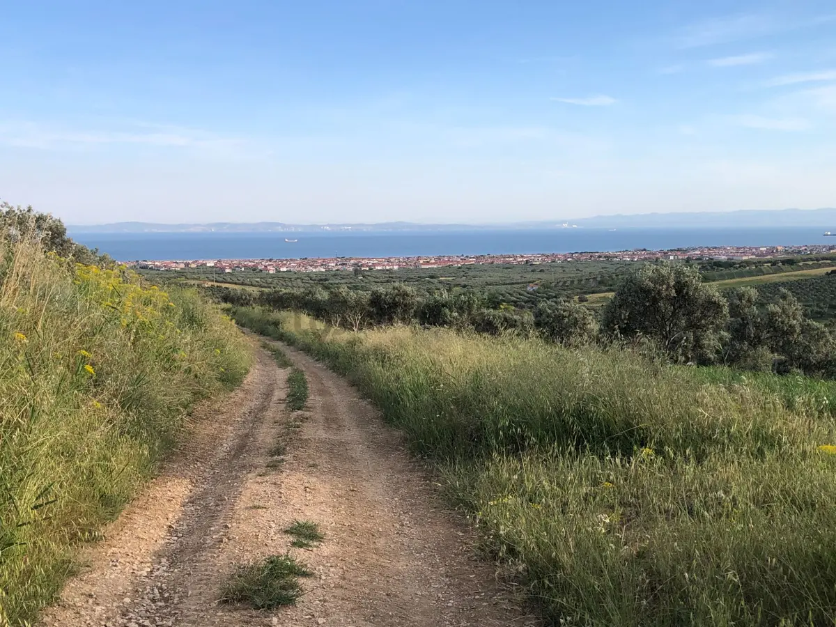 Şarköy De Işık Emlaktan İğdebağları Mah De 8600 M2 Tarla - 12