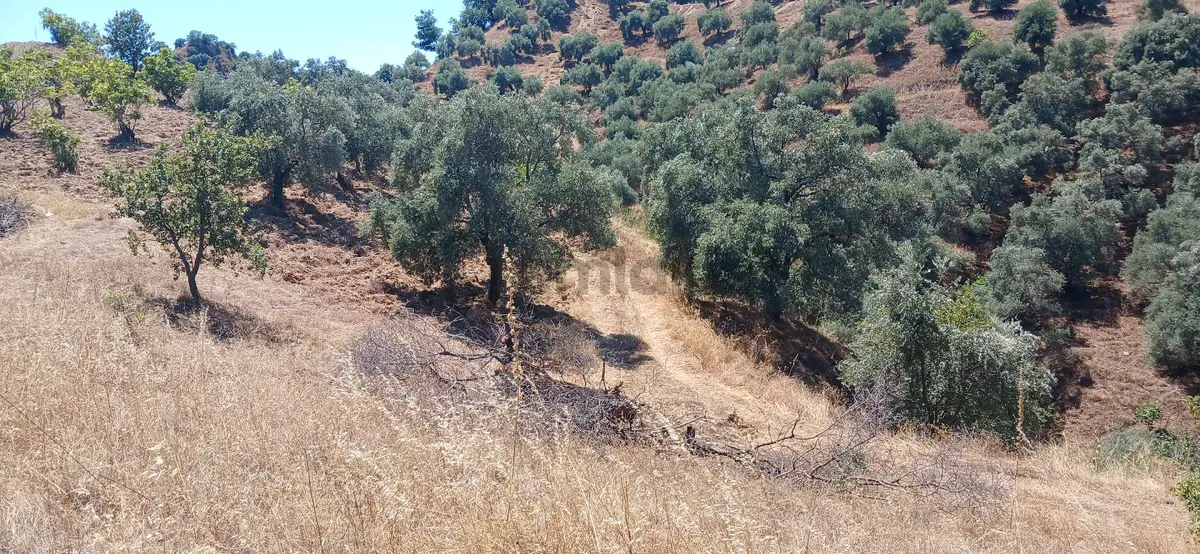 Sahibinden Satılık 1hektar527m2 Bahçe - 4