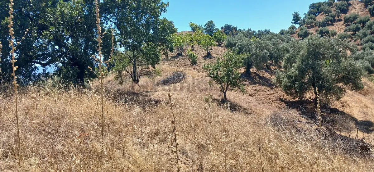 Sahibinden Satılık 1hektar527m2 Bahçe - 3